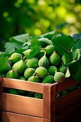 Harvest of figs in a box in the garden. Selective focus.