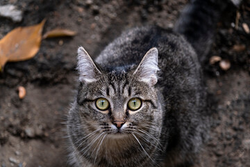 Naklejka na ściany i meble Portrait of a funny cute gray cat with stripes. Kitty looks into the camera.