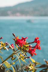 Red Flowers over a blurry sea background