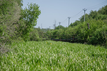 High Voltage Poles with Wires in Forest Area