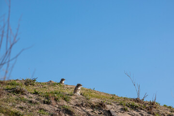 Portrait of a gopher against the sky. The gopher looks into the distance.