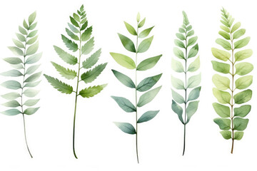 Plant green element set nature design summer watercolor leaves botany - obrazy, fototapety, plakaty