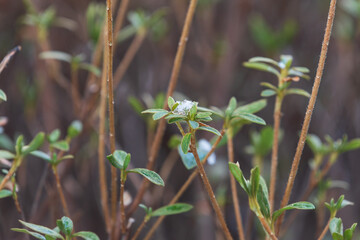 Winter snowflakes. Snow is piled up on the royal azalea. Rhododendron schlippenbachii