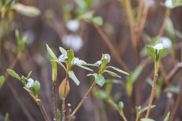 Winter snowflakes. Snow is piled up on the royal azalea. Rhododendron schlippenbachii