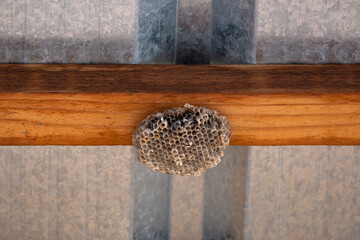 An empty hornet's nest under the roof.