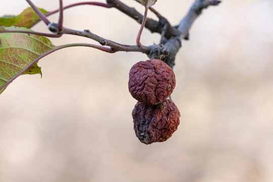 Dried fruits on a tree. Apple tree infection. Dried apples on the branches of a tree in the garden.