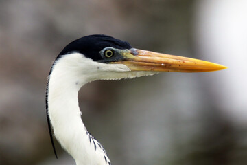 Gar&ccedil;a Real Europeia na lagoa de Guaratiba - Maric&aacute; - RJ 