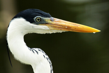 Garça Real Europeia na lagoa de Guaratiba - Maricá - RJ 