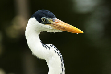 Garça Real Europeia na lagoa de Guaratiba - Maricá - RJ 