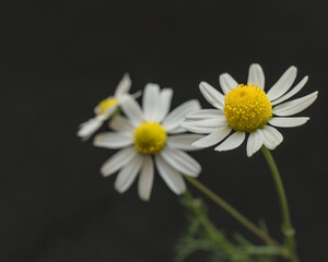 Flores de Manzanilla