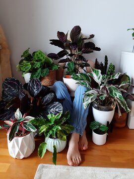 La vida con plantas 