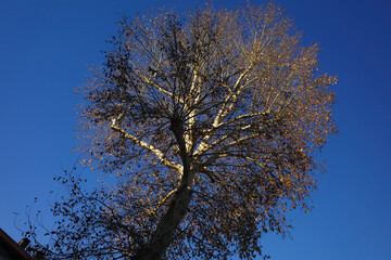 Autumn day in the park