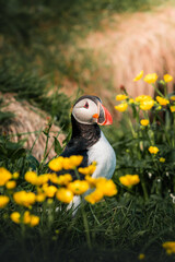 Naklejka premium Puffin