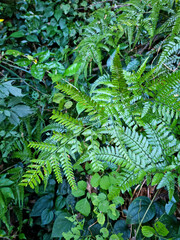 This is a close-up of Jeju Island’s wild fern leaves.