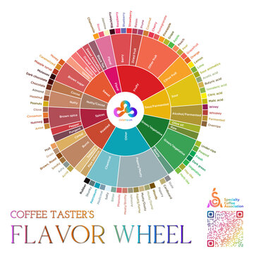 Interactive Coffee Taster_s Flavor Wheel - SCA
