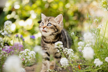 Naklejka na ściany i meble Katze im Frühling: Kleine getigerte Hauskatze erkundet den Garten und spielt im sonnigen Blumenbeet.