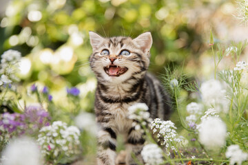 Katze im Frühling: Kleine getigerte Hauskatze erkundet den Garten und spielt  im sonnigen Blumenbeet. - obrazy, fototapety, plakaty