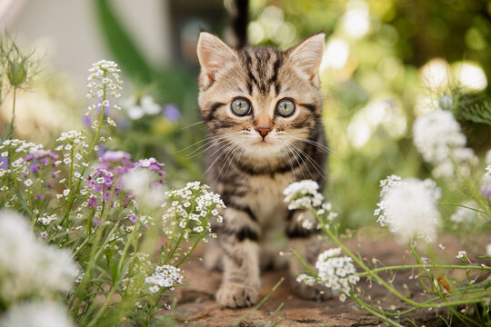 Katze im Fr&uuml;hling: Kleine getigerte Hauskatze erkundet den Garten und spielt  im sonnigen Blumenbeet.