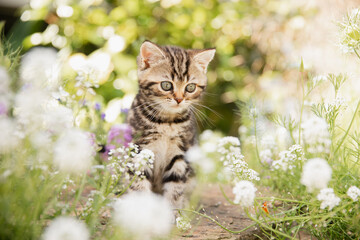 Katze im Frühling: Kleine getigerte Hauskatze erkundet den Garten und spielt  im sonnigen...