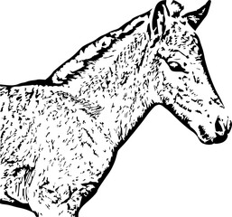 Pferd schwarz