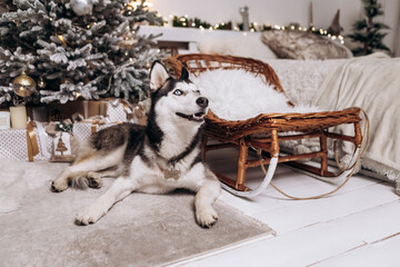 Purebred black and white siberian husky sitting on the carpet, Christmas Tree New Year decorations...