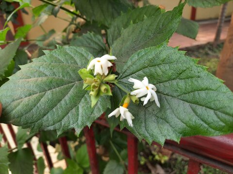 Nyctanthes arbor tristis flower. It's other names  night blooming jasmine, tree of sorrow flower, coral jasmine and  shiuli. Harsigar or parijat flower. White flower. 