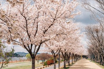 Obraz premium Dongchon riverside park with cherry blossoms in Daegu, Korea