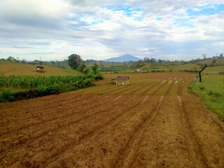 Fototapeta na wymiar Rice field in the country