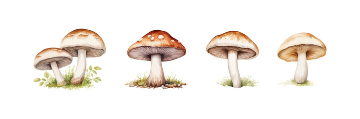 Champignon watercolor. Mushroom. Vector illustration design.