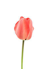 dettaglio  primo piano di fiore di tulipano rosso arancio su sfondo trasparente