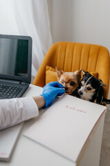 A dog at a vet's appointment