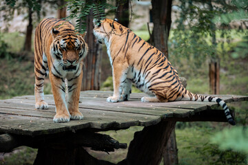 Two Siberian tigers