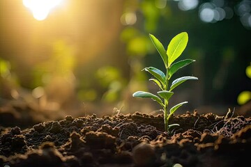 Nurturing nature promise young seedling sprouting from rich fertile soil. Green beginnings. Close up of tiny symbolizing growth and life. Sustainable agriculture. Fresh emerging from earth embrace