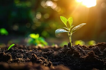 Nurturing nature promise young seedling sprouting from rich fertile soil. Green beginnings. Close up of tiny symbolizing growth and life. Sustainable agriculture. Fresh emerging from earth embrace