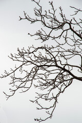 tree silhouette against the sky in the forest