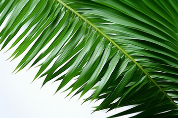 White purity meets vibrant green Palm tree leaves in isolation