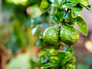 Fresh bergamot fruit  on bergamot tree