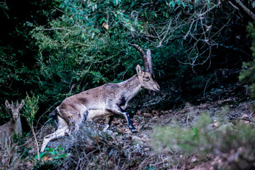 Goat in the forest of Montserrat