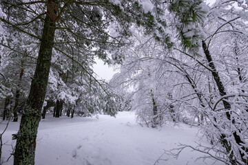 pine tree with branches in the foreground, winter snowy landscape