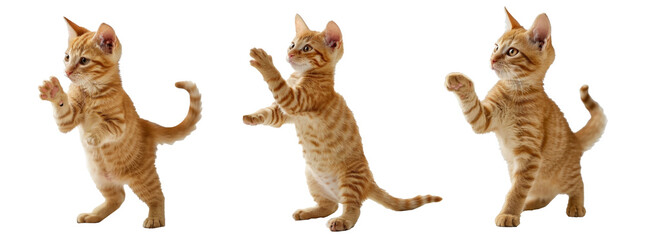 Fototapeta premium frisky orange kitten standing side playing
