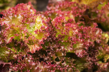 Red lettuce salad leaves in a garden