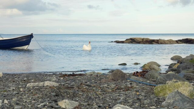 Boat and Swan in the sea 4K stock footage