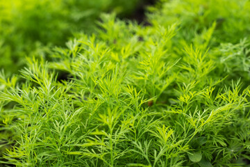 Fresh dill Anethum graveolens growing on the vegetable bed.