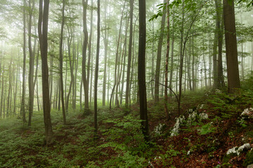 Foggy morning green forest landscape.