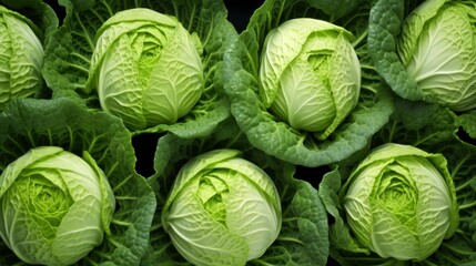  a close up of a bunch of lettuce growing in a field of green leafy lettuce. - obrazy, fototapety, plakaty