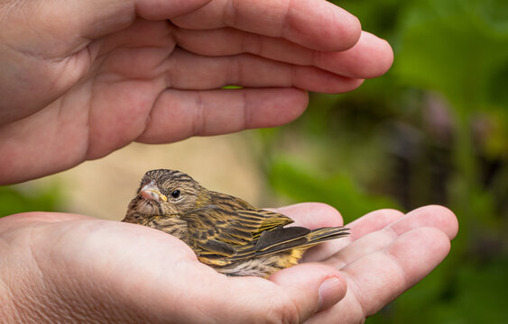 Bird in hand receiving Reiki.
