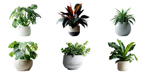 Set of Green plants in potted for interior decoration isolated on transparent png background, Houseplant for decorated in bedroom or living room, minimal natural health concept.
