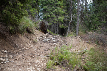 Road in the Forest in the Carpathian mountains