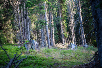 Forest in the Carpathian mountains