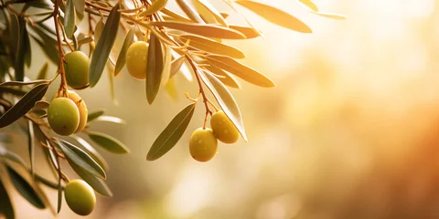Foto op Plexiglas olive tree branches on blurred garden background © Oleksandr